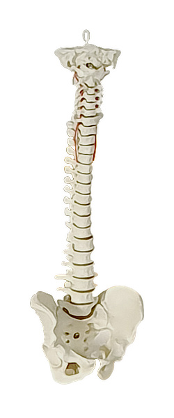 Modell einer Wirbelsäule